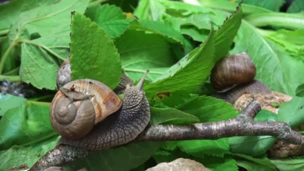 花园里一只蜗牛的特写镜头 — 图库视频影像