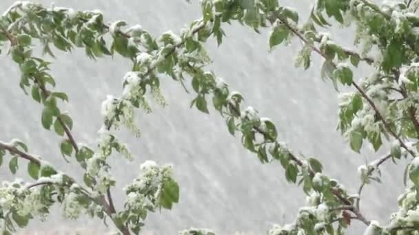 Parkta Beyaz Kar Kaplı Ağaçlar — Stok video