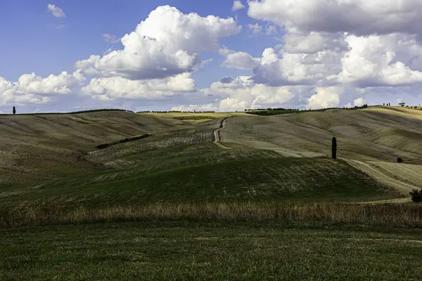Bir buğday tarlası, mavi gökyüzü olan bir buğday tarlası.