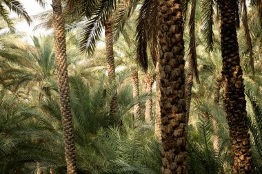 Çölde palmiye ağaçları