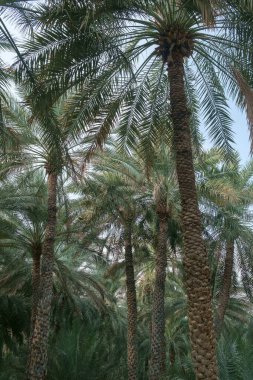 green palm branches in the sun.