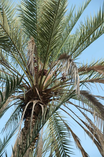 palm tree with green leaves on a blue sky background.
