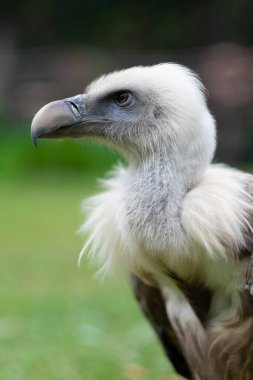 Detailed close-up of a vulture with sharp eyes and soft feathers, captured in natural daylight. The blurred green background enhances the birds majestic and powerful presence in the wild.