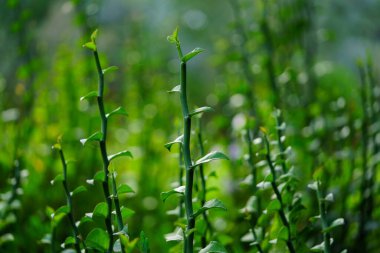 Close-up of green plant stems reaching upward under natural sunlight. The soft background and vivid colors highlight the freshness and vitality of tropical vegetation in nature.