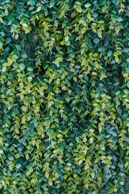 Close-up view of a lush creeping fig wall covered with dense green leaves. The natural foliage texture creates a refreshing tropical background perfect for nature, garden, and eco themes.