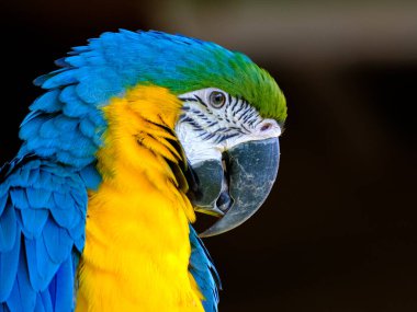Vibrant macaw parrot in striking blue and yellow tones, perched against a deep black background. Studio-like lighting highlights its vivid feathers and expressive eye.