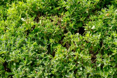 Close-up view of dense green hedge leaves forming a natural foliage texture background, perfect for nature, garden, or eco-themed designs.