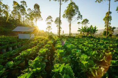 Rows of crops in a tropical farm glowing under the golden light of sunrise, symbolizing growth and freshness.