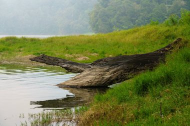 Natural lakeside view with green grass, a fallen tree log, and calm reflective water creating a peaceful scene.