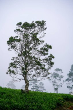 Solitary tall tree standing on a misty hillside with soft fog and natural greenery in the background.