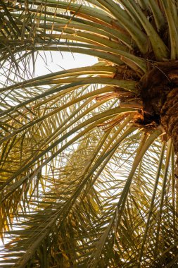 Bright tropical palm leaves viewed from below, with golden sunlight enhancing their textures and natural design.