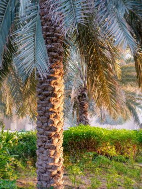 Close-up of a palm tree trunk with textured bark and lush green fronds. Captured in warm sunlight within a tropical garden setting, ideal for themes of nature, landscape, and exotic plants.