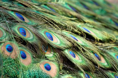 Macro view of peacock feathers in green and blue tones, showcasing the eye-shaped pattern and iridescent colors that symbolize elegance and natural beauty.