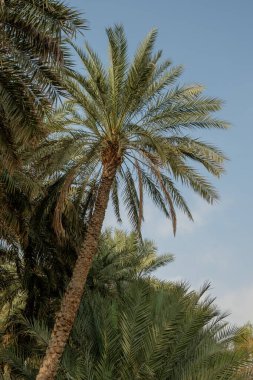 Mavi gökyüzünün arka planında bir palmiye ağacı