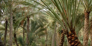 Bahçedeki palmiye ağacı
