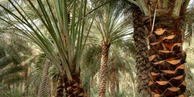 Bahçedeki palmiye ağacı