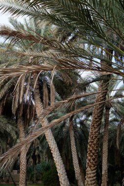 date palm trees in the garden