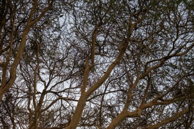 Ormandaki ağaç dalları