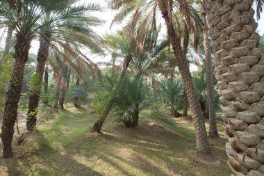 green date palm trees in the farm