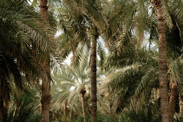date palm tree in the garden