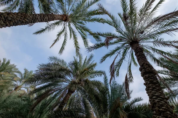 stock image palm trees wih blue sky background