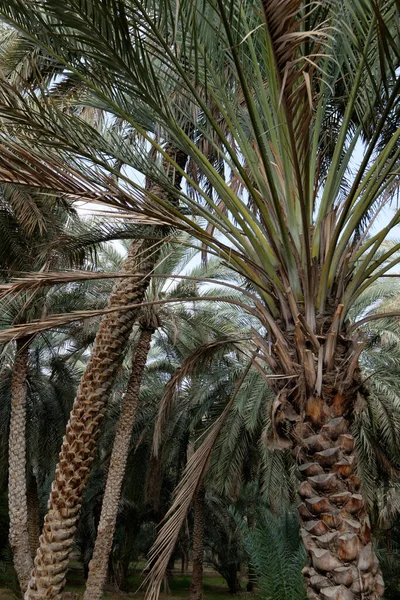 date palm trees in the garden