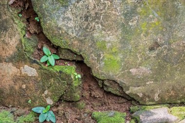 Young plants growing out of deep cracks in an old stone wall with moss and soil, representing new life in harsh conditions.