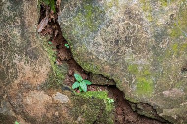 Close-up of a small green plant emerging from cracks in an old weathered concrete surface, symbolizing resilience, growth, and survival in harsh conditions.
