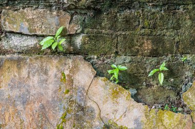Weathered stone wall with cracks and moss, featuring small green plants growing through the surface. A natural background symbolizing resilience, decay, and the beauty of urban nature.