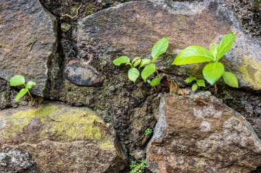 Close-up of young green plants sprouting between cracks in a weathered stone wall. The surface shows rough textures, moss, and natural resilience.
