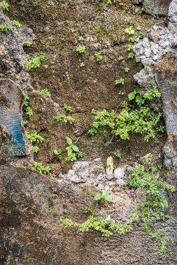 An old, textured wall with patches of greenery sprouting through cracks and rough surfaces. The small plants create a striking contrast against the weathered stone and cement.
