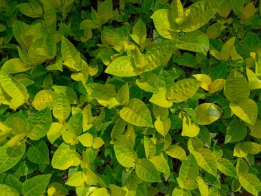 A close-up shot of dense leaves showing a mix of green and yellow tones. The vibrant foliage creates a fresh and decorative natural pattern.