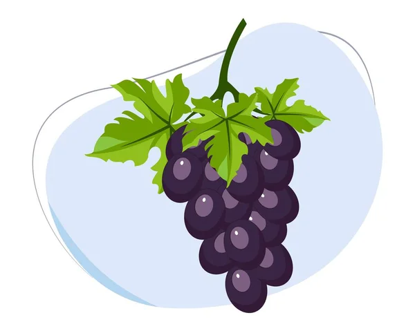 Вектор Свежего Фиолетового Винограда Векторный Фиолетовый Виноград — стоковый вектор