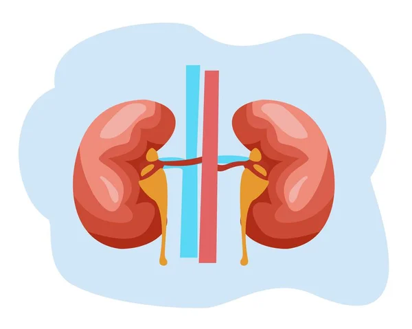 Illustration Human Kidney Organ Kidney Organ Flat Design Vector Human — Stock Vector