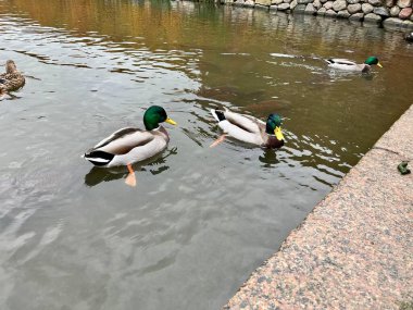 Ducks with reflection on a lake
