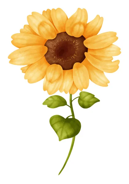 Sunflower Watercolor Vector File Cute Cartoon Vintage Style — Stock Vector