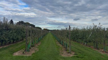 Elma bahçesi ağaçları bulutlu gökyüzünün altında yeşil çimenler ve hasat mevsimi atmosferiyle