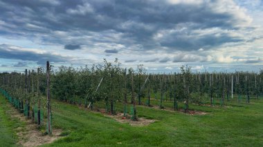 Elma bahçesi ağaçları bulutlu gökyüzünün altında yeşil çimenler ve hasat mevsimi atmosferiyle