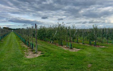 Elma bahçesi ağaçları bulutlu gökyüzünün altında yeşil çimenler ve hasat mevsimi atmosferiyle