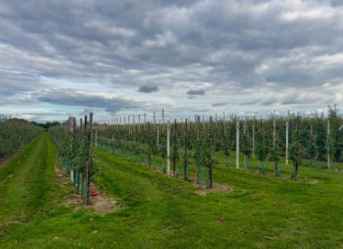 Elma bahçesi ağaçları bulutlu gökyüzünün altında yeşil çimenler ve hasat mevsimi atmosferiyle