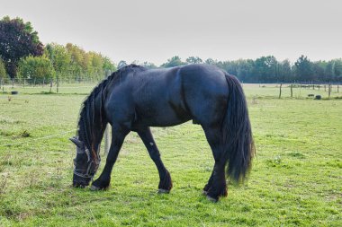 Yele örgülü siyah at kırsal alanda yeşil çayırlarda otluyor.