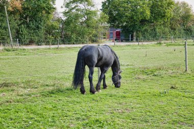 Kırsal kesimdeki çiftliğin arka tarafından siyah at otluyor.