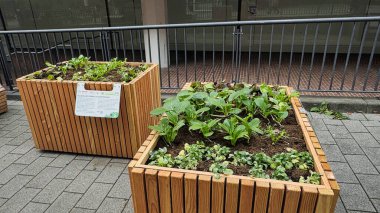 Fresh green vegetable plants growing urban garden wooden planter sustainable city farming
