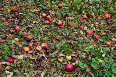 Rotten apples fallen on ground in autumn orchard with dry leaves and green grass