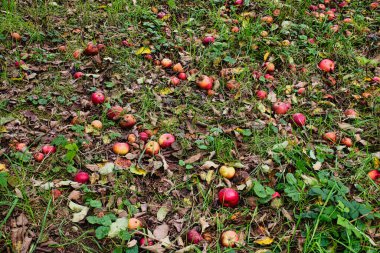 Rotten apples fallen on ground in autumn orchard with dry leaves and green grass