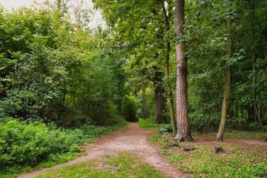 Forest path in green summer woodland with tall trees and natural vegetation