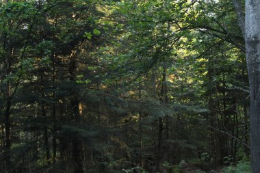 İğneler orman manzarası