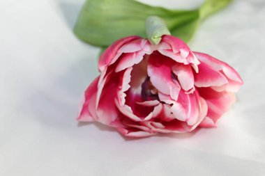 Seni gülümseten çiçekler.