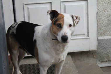 Köpek bahçeyi kontrol ediyor..