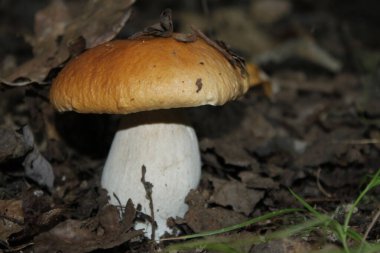 Ormanda beyaz mantar.